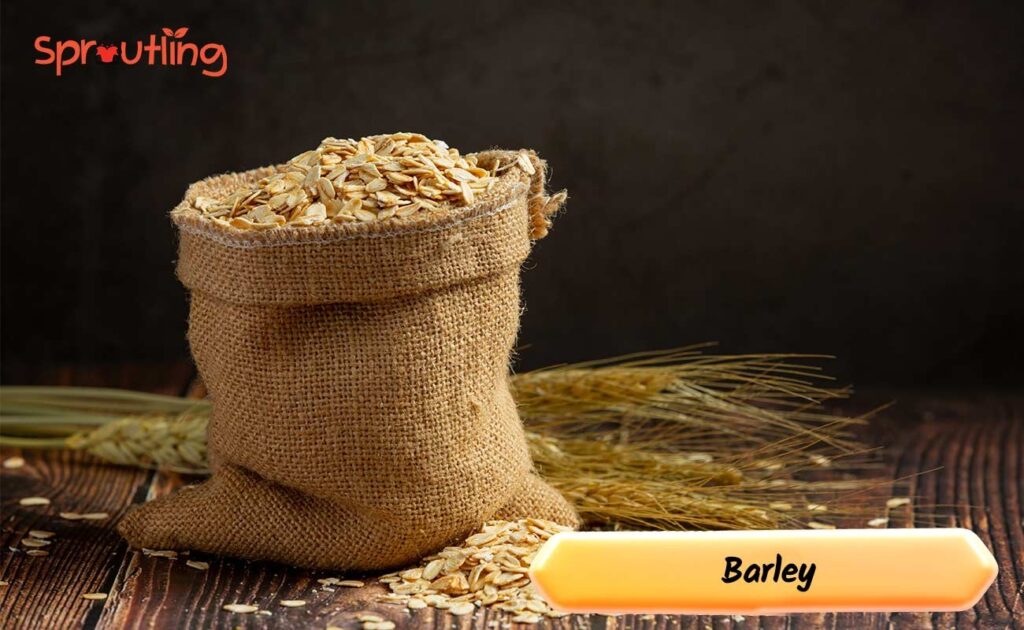 8. Barley: Hydration and Hormonal Balance